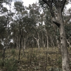 Eucalyptus albens at Jerrabomberra, ACT - 18 Aug 2022