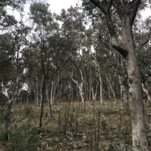 Eucalyptus albens at Jerrabomberra, ACT - 18 Aug 2022