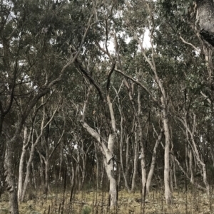 Eucalyptus albens at Jerrabomberra, ACT - 18 Aug 2022