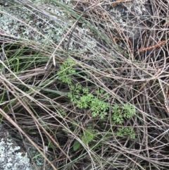 Daucus glochidiatus (Australian Carrot) at Jerrabomberra, ACT - 18 Aug 2022 by Tapirlord