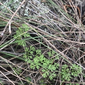 Daucus glochidiatus at Jerrabomberra, ACT - 18 Aug 2022