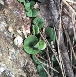 Dichondra repens at Jerrabomberra, ACT - 18 Aug 2022