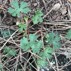 Geranium solanderi var. solanderi at Jerrabomberra, ACT - 18 Aug 2022