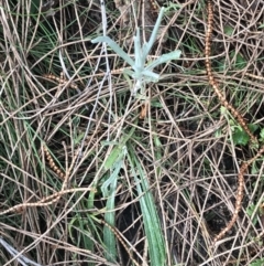Senecio quadridentatus (Cotton Fireweed) at Mount Mugga Mugga - 18 Aug 2022 by Tapirlord