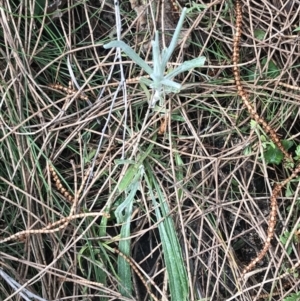 Senecio quadridentatus at Jerrabomberra, ACT - 18 Aug 2022