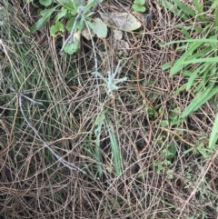 Senecio quadridentatus at Jerrabomberra, ACT - 18 Aug 2022 10:23 AM