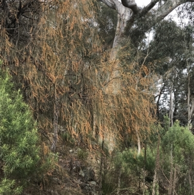 Allocasuarina verticillata (Drooping Sheoak) at Jerrabomberra, ACT - 18 Aug 2022 by Tapirlord