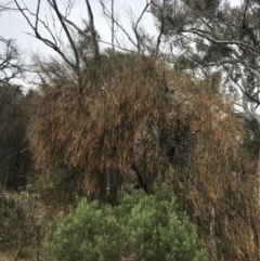 Allocasuarina verticillata at Jerrabomberra, ACT - 18 Aug 2022 10:22 AM