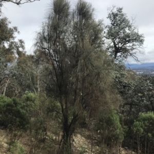 Allocasuarina verticillata at Jerrabomberra, ACT - 18 Aug 2022 10:22 AM