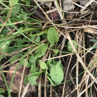 Rumex acetosella (Sheep Sorrel) at Symonston, ACT - 18 Aug 2022 by Tapirlord