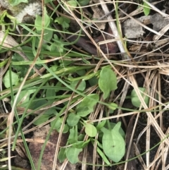 Rumex acetosella at Symonston, ACT - 18 Aug 2022