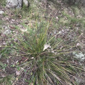 Lepidosperma laterale at Jerrabomberra, ACT - 18 Aug 2022 10:21 AM