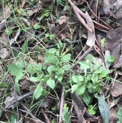 Solanum nigrum (Black Nightshade) at Mount Mugga Mugga - 18 Aug 2022 by Tapirlord