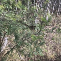 Acacia mearnsii (Black Wattle) at Mount Mugga Mugga - 18 Aug 2022 by Tapirlord
