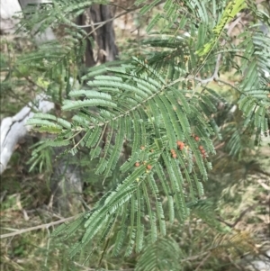 Acacia mearnsii at Jerrabomberra, ACT - 18 Aug 2022