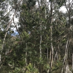 Acacia mearnsii at Jerrabomberra, ACT - 18 Aug 2022 10:19 AM