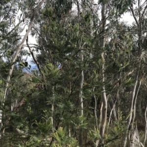 Acacia mearnsii at Jerrabomberra, ACT - 18 Aug 2022