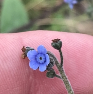 Cynoglossum australe at O'Malley, ACT - 18 Aug 2022 10:18 AM