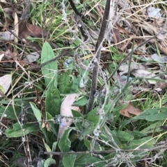 Cynoglossum australe at O'Malley, ACT - 18 Aug 2022 10:18 AM