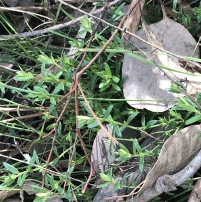 Gonocarpus tetragynus (Common Raspwort) at O'Malley, ACT - 18 Aug 2022 by Tapirlord