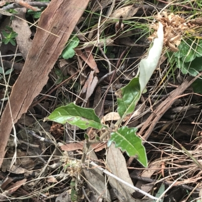 Solanum cinereum (Narrawa Burr) at Mount Mugga Mugga - 18 Aug 2022 by Tapirlord