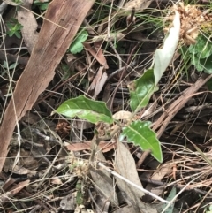 Solanum cinereum at O'Malley, ACT - 18 Aug 2022