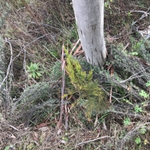 Exocarpos cupressiformis at O'Malley, ACT - 18 Aug 2022