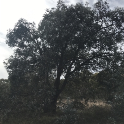 Eucalyptus cinerea subsp. cinerea (Argyle Apple) at Mount Mugga Mugga - 18 Aug 2022 by Tapirlord