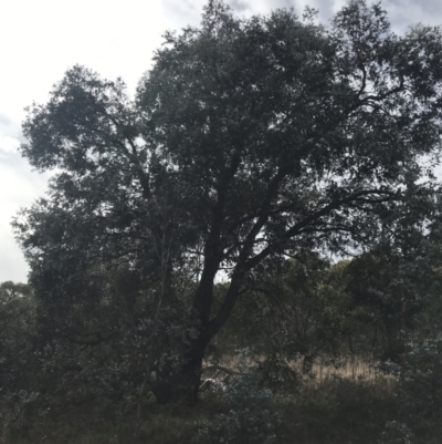 Eucalyptus cinerea subsp. cinerea (Argyle Apple) at O'Malley, ACT - 18 Aug 2022 by Tapirlord