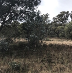 Eucalyptus cinerea subsp. cinerea at O'Malley, ACT - 18 Aug 2022 10:12 AM