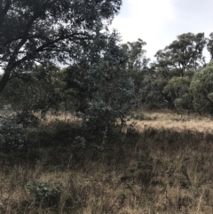 Eucalyptus cinerea subsp. cinerea at O'Malley, ACT - 18 Aug 2022