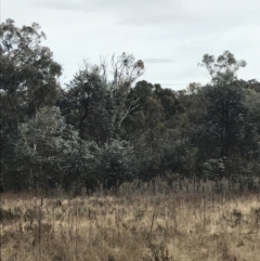 Eucalyptus cinerea subsp. cinerea at O'Malley, ACT - 18 Aug 2022 10:12 AM