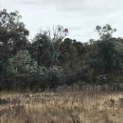 Eucalyptus cinerea subsp. cinerea at O'Malley, ACT - 18 Aug 2022