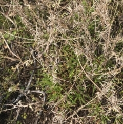 Vittadinia muelleri (Narrow-leafed New Holland Daisy) at Mount Mugga Mugga - 18 Aug 2022 by Tapirlord