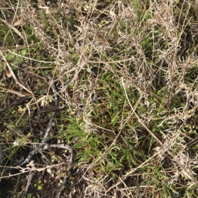 Vittadinia muelleri (Narrow-leafed New Holland Daisy) at Mount Mugga Mugga - 18 Aug 2022 by Tapirlord