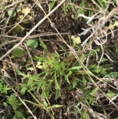 Vittadinia muelleri at O'Malley, ACT - 18 Aug 2022