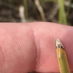 Lomandra filiformis subsp. coriacea at O'Malley, ACT - 18 Aug 2022