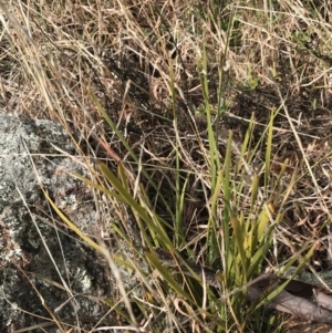 Lomandra filiformis subsp. coriacea at O'Malley, ACT - 18 Aug 2022