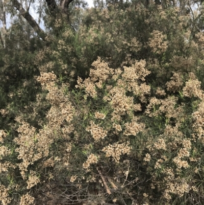 Cassinia quinquefaria (Rosemary Cassinia) at Mount Mugga Mugga - 18 Aug 2022 by Tapirlord