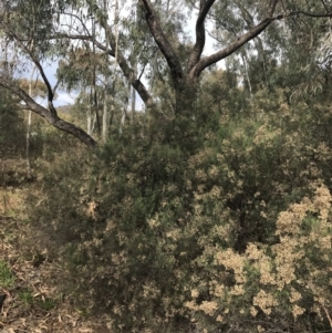 Cassinia quinquefaria at O'Malley, ACT - 18 Aug 2022