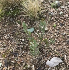 Hibbertia obtusifolia (Grey Guinea-flower) at Mount Mugga Mugga - 18 Aug 2022 by Tapirlord