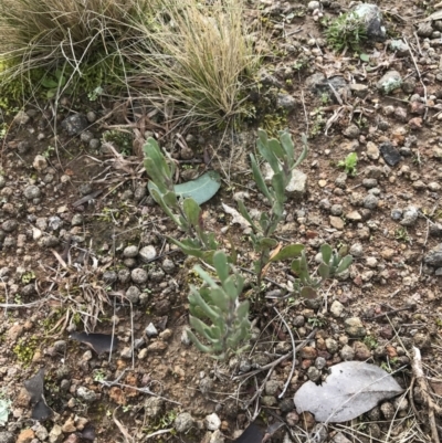 Hibbertia obtusifolia (Grey Guinea-flower) at Mount Mugga Mugga - 18 Aug 2022 by Tapirlord