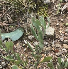 Hibbertia obtusifolia at O'Malley, ACT - 18 Aug 2022