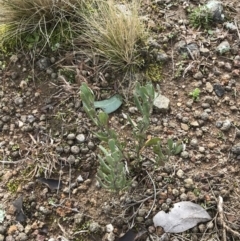 Hibbertia obtusifolia at O'Malley, ACT - 18 Aug 2022