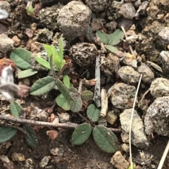 Grona varians (Slender Tick-Trefoil) at Mount Mugga Mugga - 18 Aug 2022 by Tapirlord