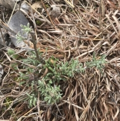 Vittadinia gracilis (New Holland Daisy) at Mount Mugga Mugga - 18 Aug 2022 by Tapirlord