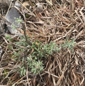 Vittadinia gracilis at O'Malley, ACT - 18 Aug 2022 10:07 AM