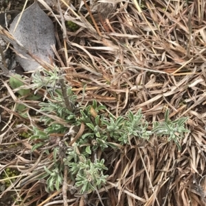 Vittadinia gracilis at O'Malley, ACT - 18 Aug 2022 10:07 AM