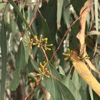 Eucalyptus rossii (Inland Scribbly Gum) at Mount Mugga Mugga - 18 Aug 2022 by Tapirlord