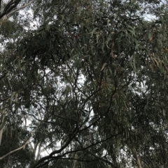 Eucalyptus rossii at O'Malley, ACT - 18 Aug 2022